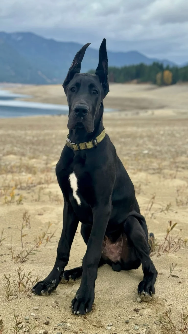 Photo of a black Great Dane sitting in a field